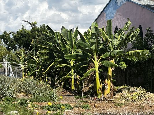 Meacham Urban Farm by null