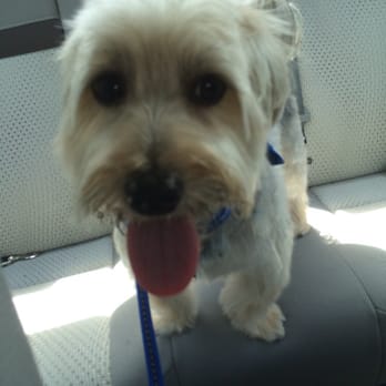 Just For Pause Energy Wellness - Perfect cut thanks Lisa ! - Holistic Animal Care Near Me - Lyndhurst, New Jersey Just For Pause Energy Wellness - Perfect cut thanks Lisa ! - Holistic Animal Care Near Me - Lyndhurst, New Jersey