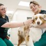 Photo of Walnut Creek Veterinary Clinic