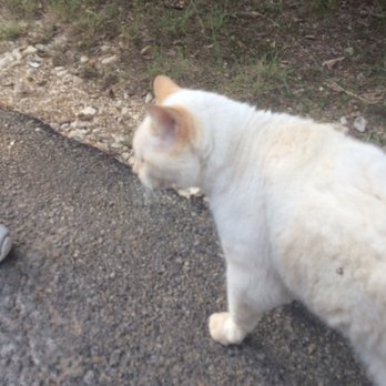 Slumber Falls Camp - A cat we found wandering around - Religious Organizations Near Me - New Braunfels, Texas Slumber Falls Camp - A cat we found wandering around - Religious Organizations Near Me - New Braunfels, Texas