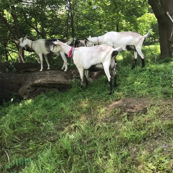 Alpine Made - Goats! - Skin Care Near Me - Binghamton, New York