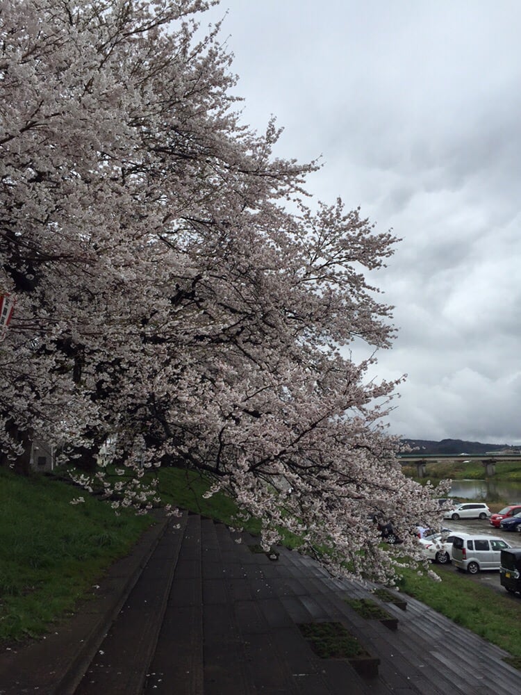 Shiraishigawa Tsutsumi Hitomesenbon Sakura
