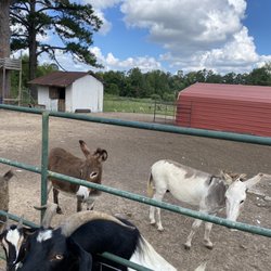 Chez Fur Fiber Farm - Goats and donkeys
