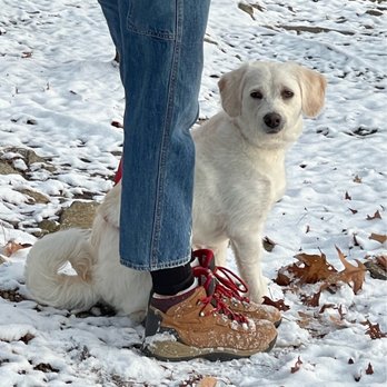 Rooted Dog Training - Riley Today - Pet Training Near Me