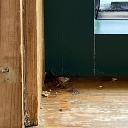 Pizza Hut - Critters in window ledge at table