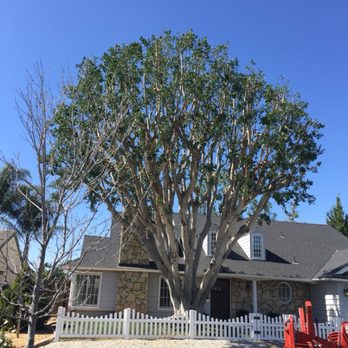E & A Tree Services - After - Tree Services Near Me - Corona, California E & A Tree Services - After - Tree Services Near Me - Corona, California