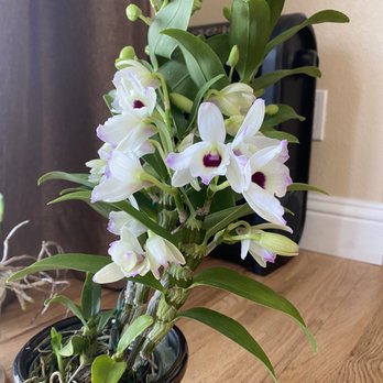 Fantasy Orchids - Love memory fizz dendrobium - Florists Near Me - Louisville, Colorado