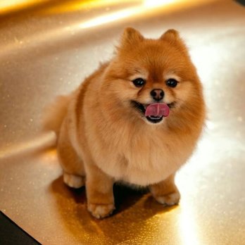 Dog Plus - dog - Pet Groomers Near Me - Richmond Hill, Ontario Dog Plus - dog - Pet Groomers Near Me - Richmond Hill, Ontario