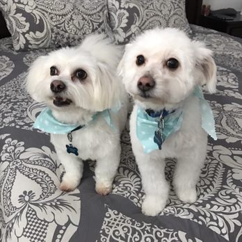 Marie's Pet Grooming - Pet Groomers Near Me - Chicago, Illinois