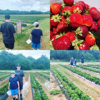 Demases Farm - Summertime berry picking. Outstanding BBQ (not pictured). - Farmers Market Near Me - Boyd, Texas Demases Farm - Summertime berry picking. Outstanding BBQ (not pictured). - Farmers Market Near Me - Boyd, Texas