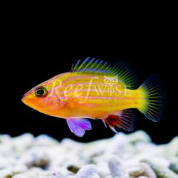 Reefwise - Spanish Flag (Gonioplectus hispanus)