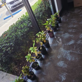 360F Coffee - Coffee trees - Coffee Roasteries Near Me - Coral springs, Florida 360F Coffee - Coffee trees - Coffee Roasteries Near Me - Coral springs, Florida