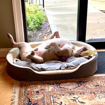 Ramsay & Ramsay - Office dog, Zeus, is always hard at work. - Divorce & Family Law Near Me - West Chester, Pennsylvania Ramsay & Ramsay - Office dog, Zeus, is always hard at work. - Divorce & Family Law Near Me - West Chester, Pennsylvania