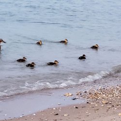 Mackinaw City - Mother and her Thirteen Ducklings on the Lakeshore in Mackinaw City