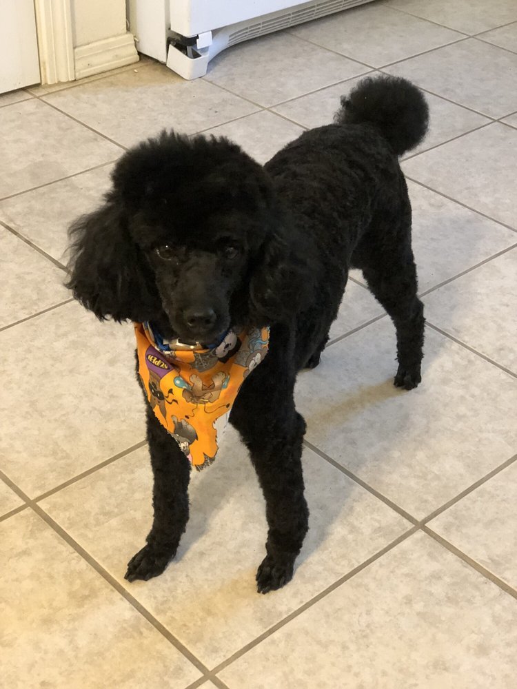 BEST FRIENDS GROOMING 13 Reviews Pet Sitting 1704 Southern Blvd