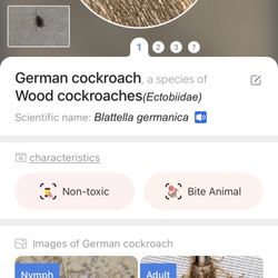 Shephard's Beach Resort - 2 photos of roaches identified by insect app