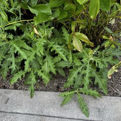 5 Star Mowing - Weeds