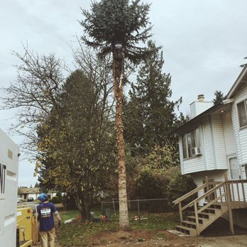 Dominant Tree Service - Tree Services Near Me Dominant Tree Service - Tree Services Near Me