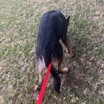 Leashes by Lori - Pet Stores Near Me Leashes by Lori - Pet Stores Near Me