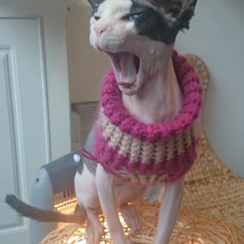 Maison de Moggy - My name is Elodie... Hear me roar!!! - Cafes Near Me - Edinburgh, EDH Maison de Moggy - My name is Elodie... Hear me roar!!! - Cafes Near Me - Edinburgh, EDH