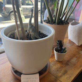 Dinosaur Coffee - Coffee & Tea Near Me - Los Angeles, California Dinosaur Coffee - Coffee & Tea Near Me - Los Angeles, California