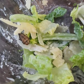 Boudin SF - Today's Caesar salad with a sprinkle of stink bug (luckily I didn't bite into it) At least we know it's organic. - Sandwiches Near Me - Fremont, California Boudin SF - Today's Caesar salad with a sprinkle of stink bug (luckily I didn't bite into it) At least we know it's organic. - Sandwiches Near Me - Fremont, California