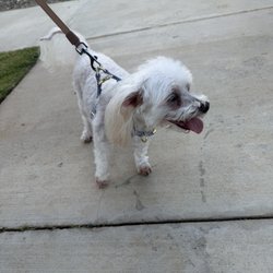 Pampered Pets Grooming