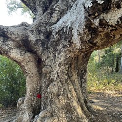 Coal Mine Ridge Nature Preserve - Tree with Rose