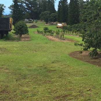 Ka'u Coffee Mill - New trees - Coffee & Tea Near Me - Pahala, Hawaii Ka'u Coffee Mill - New trees - Coffee & Tea Near Me - Pahala, Hawaii