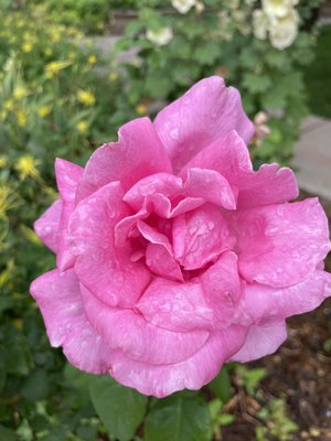 Amarillo Botanical Gardens by null