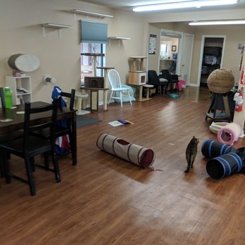 The Casual Cat Cafe - Lots of seating - Pet Stores Near Me - Richland Hills, Texas
