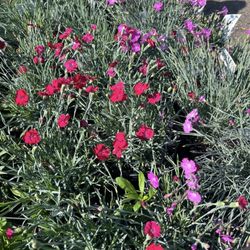 Burns Garden Center