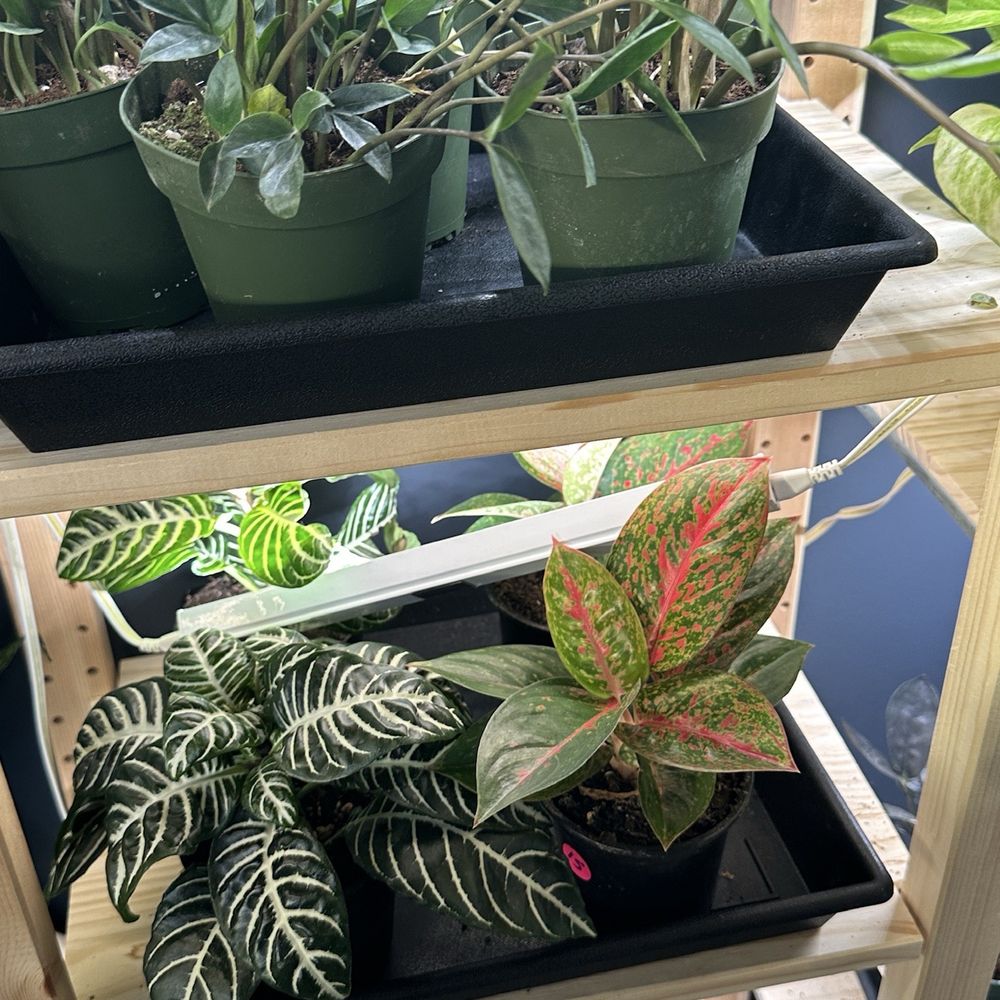 Botanical Brew - Plants for sale - Coffee & Tea Near Me - Spartanburg, South Carolina Botanical Brew - Plants for sale - Coffee & Tea Near Me - Spartanburg, South Carolina