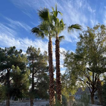 Treepro - Tree Services Near Me - Las Vegas, Nevada Treepro - Tree Services Near Me - Las Vegas, Nevada