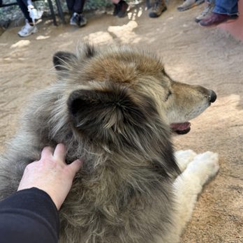 Sedona Wolf Sanctuary - Larka is beautiful!! - Community Service/Non-Profit Near Me - Sedona, Arizona Sedona Wolf Sanctuary - Larka is beautiful!! - Community Service/Non-Profit Near Me - Sedona, Arizona