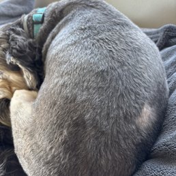 Permanent bald spot