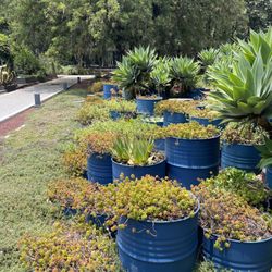 Jardín Botánico de Chapultepec - Succulents