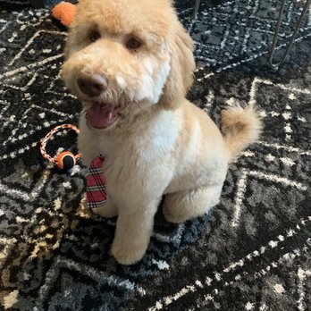 Poochie's Pampered Pet Services - Pet Groomers Near Me - Farmers Branch, Texas Poochie's Pampered Pet Services - Pet Groomers Near Me - Farmers Branch, Texas