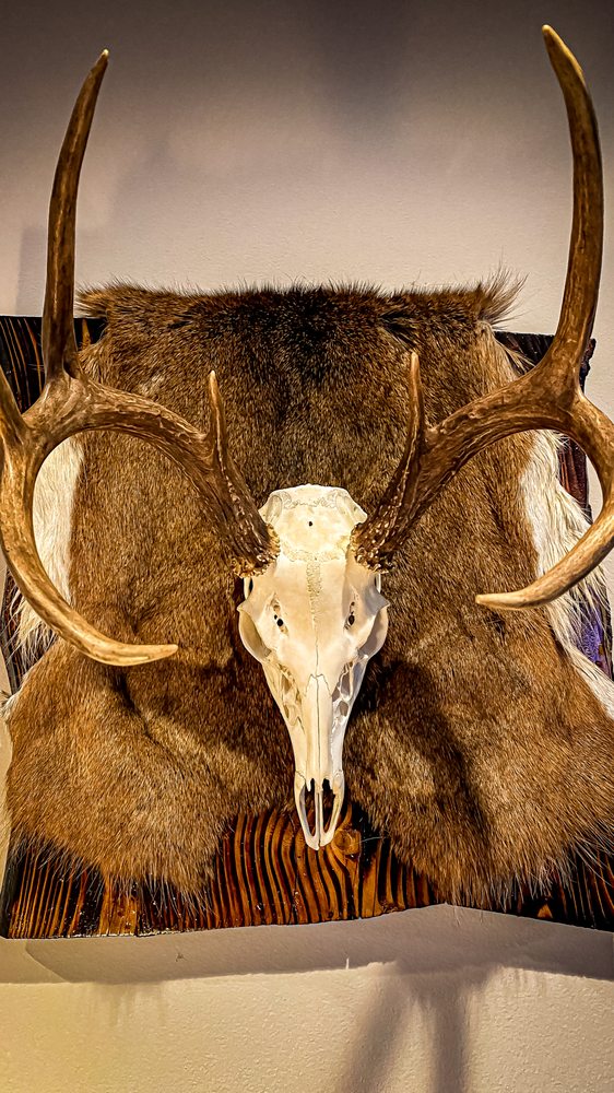 BoozeMan Outdoors Euro Mounts - taxidermy in Shady Side, MD