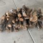 Photo of Nicholas Firewood
