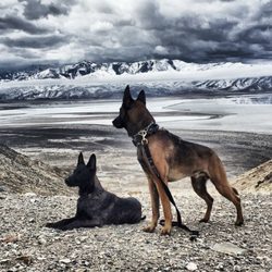 MOC K9 Training