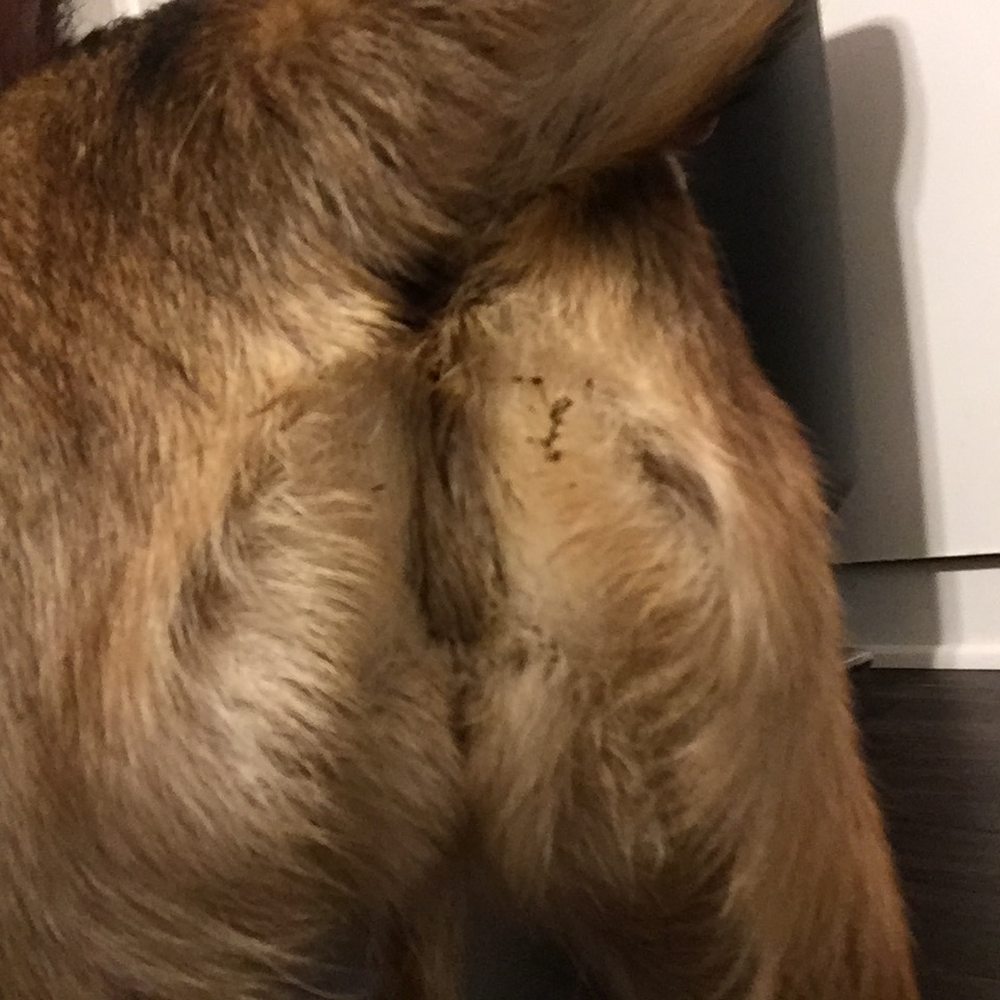 PetSmart - Fecal matter on my dog's rear end immediately after I picked her up from doggie day camp. - Pet Groomers Near Me - Monrovia, California PetSmart - Fecal matter on my dog's rear end immediately after I picked her up from doggie day camp. - Pet Groomers Near Me - Monrovia, California