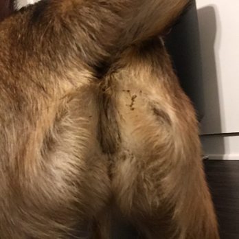 PetSmart - Fecal matter on my dog's rear end immediately after I picked her up from doggie day camp. - Pet Groomers Near Me - Monrovia, California