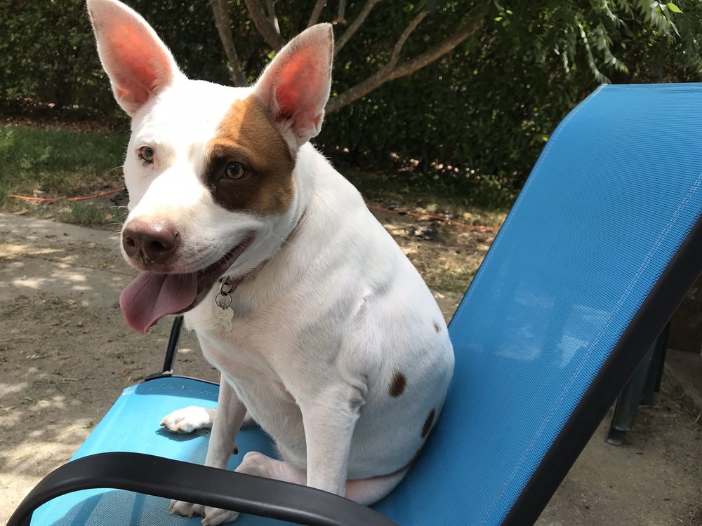 MICKIE’S PET CARE & SITTING Updated May 2024 23 Photos Grants