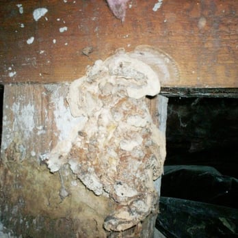 Lasswell Home Inspection - This fugal growth was on a support post in a crawlspace. The post disintegrated as soon as I touched it. - Home Inspectors Near Me Lasswell Home Inspection - This fugal growth was on a support post in a crawlspace. The post disintegrated as soon as I touched it. - Home Inspectors Near Me