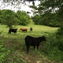 Corso Farms - CI - Stress free, pasture raised beef. No growth hormones, antibiotics, fillers, pink slime. Pure, wholesome, delicious beef.