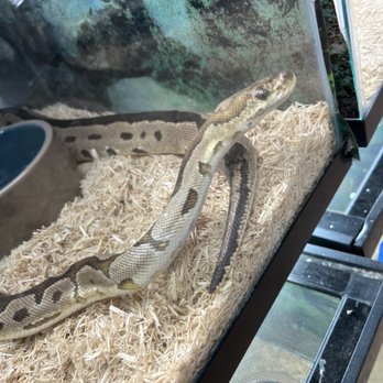 Herp Hobby Shop - Ball python - Reptile Shops Near Me - Oldsmar, Florida Herp Hobby Shop - Ball python - Reptile Shops Near Me - Oldsmar, Florida