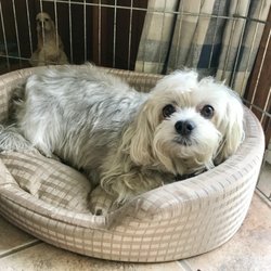 Purr-fect Pet Sitter - Dagney in her bed in the living room.