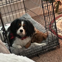 Pruiett Cavaliers - Lucy and Sadie