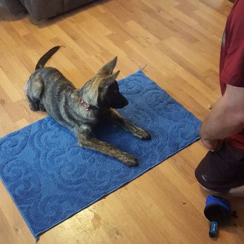 Pawsitively Obedient Dog Training - Pet Training Near Me Pawsitively Obedient Dog Training - Pet Training Near Me